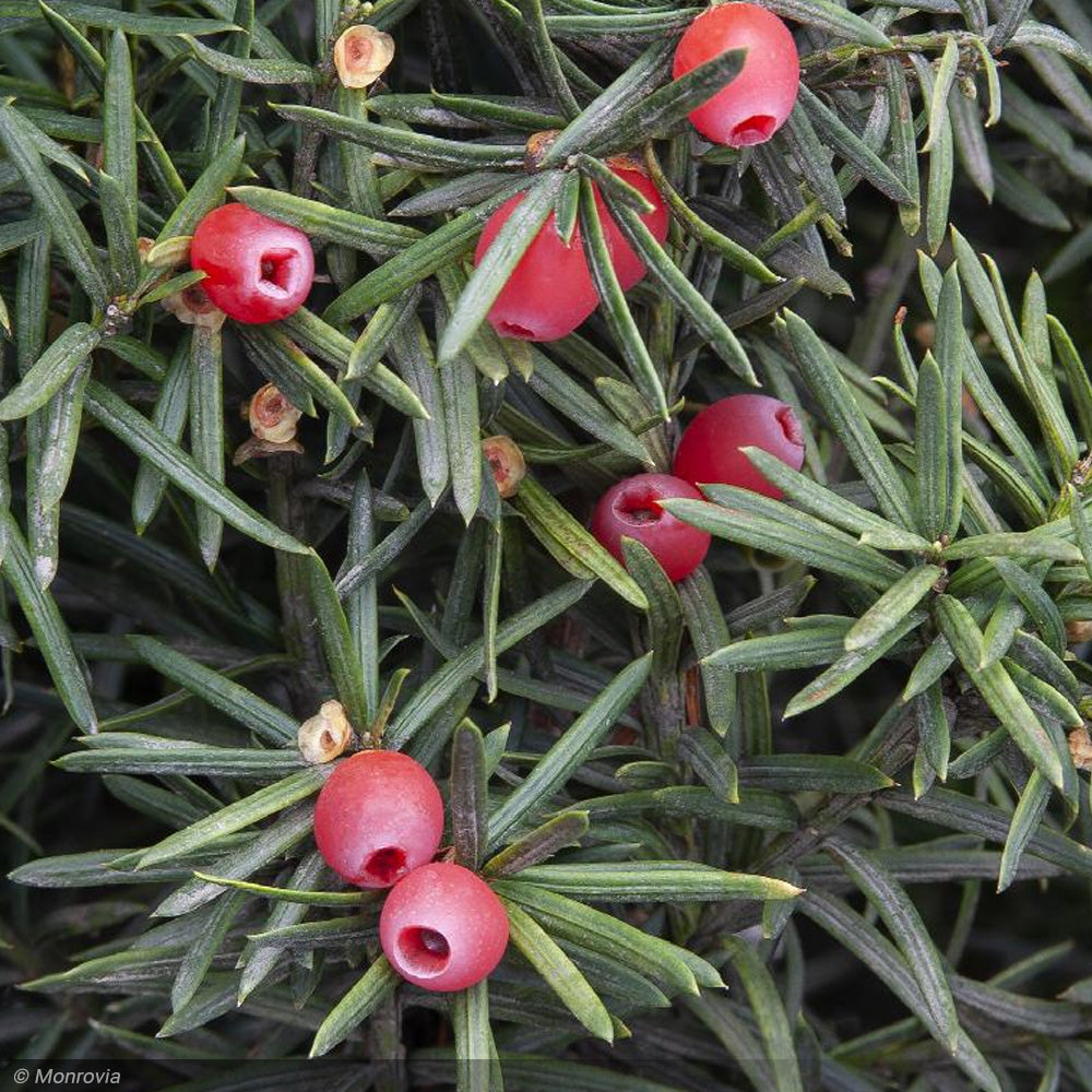 Yew, Hick's Upright #7 – Greenwood Creek Nursery