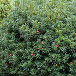 Load image into Gallery viewer, Yew, Hick's Upright #7