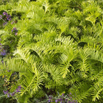 Load image into Gallery viewer, Yew, Japanese Spreading Plum #3
