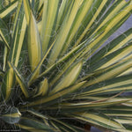 Load image into Gallery viewer, Yucca, Color Guard #3