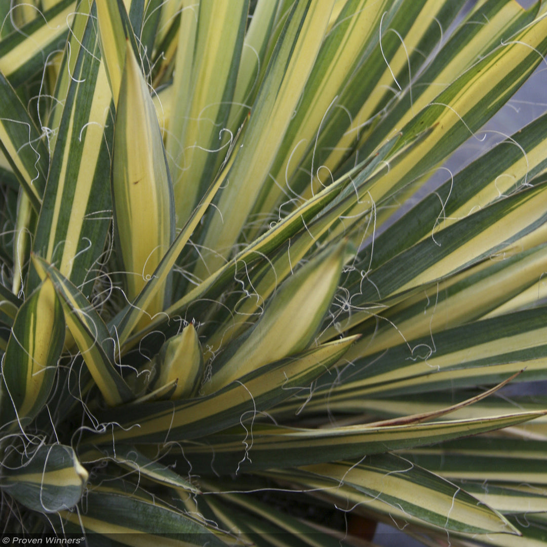 Yucca, Color Guard #3
