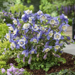 Load image into Gallery viewer, Columbine, Earlybird Blue White #1