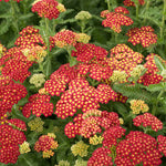 Load image into Gallery viewer, Yarrow, Strawberry Seduction #1