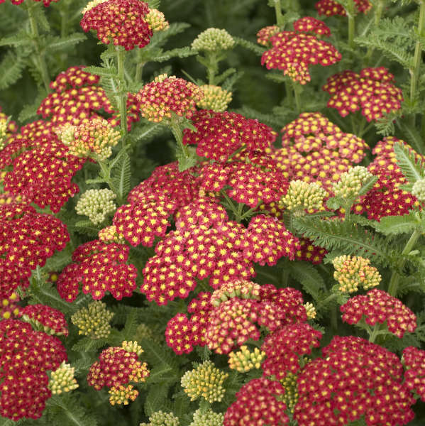 Yarrow, Strawberry Seduction #1