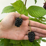 Load image into Gallery viewer, Blackberry, Baby Cakes #2