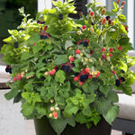 Load image into Gallery viewer, Blackberry, Baby Cakes #2