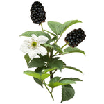 Load image into Gallery viewer, Blackberry, Baby Cakes #2