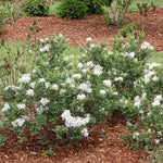 Load image into Gallery viewer, Lilac, Bloomerang Showwmound #3