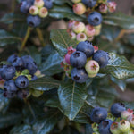 Load image into Gallery viewer, Blueberry, Perpetua #2