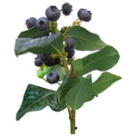 Load image into Gallery viewer, Blueberry, Perpetua #2