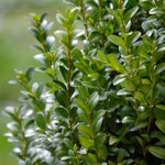 Load image into Gallery viewer, Boxwood, Little Missy #2