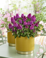 Load image into Gallery viewer, Butterfly Bush, Little Rockstars Red #1