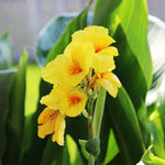 Load image into Gallery viewer, Trop, Canna Cannova #1