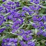 Load image into Gallery viewer, Bluebeard, Dark Knight #3