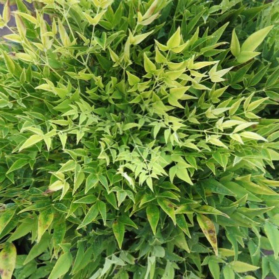 Nandina, Cool Glow Lime #3