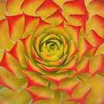 Load image into Gallery viewer, Chick Charms® Gold Nugget Hens & Chicks, Qt