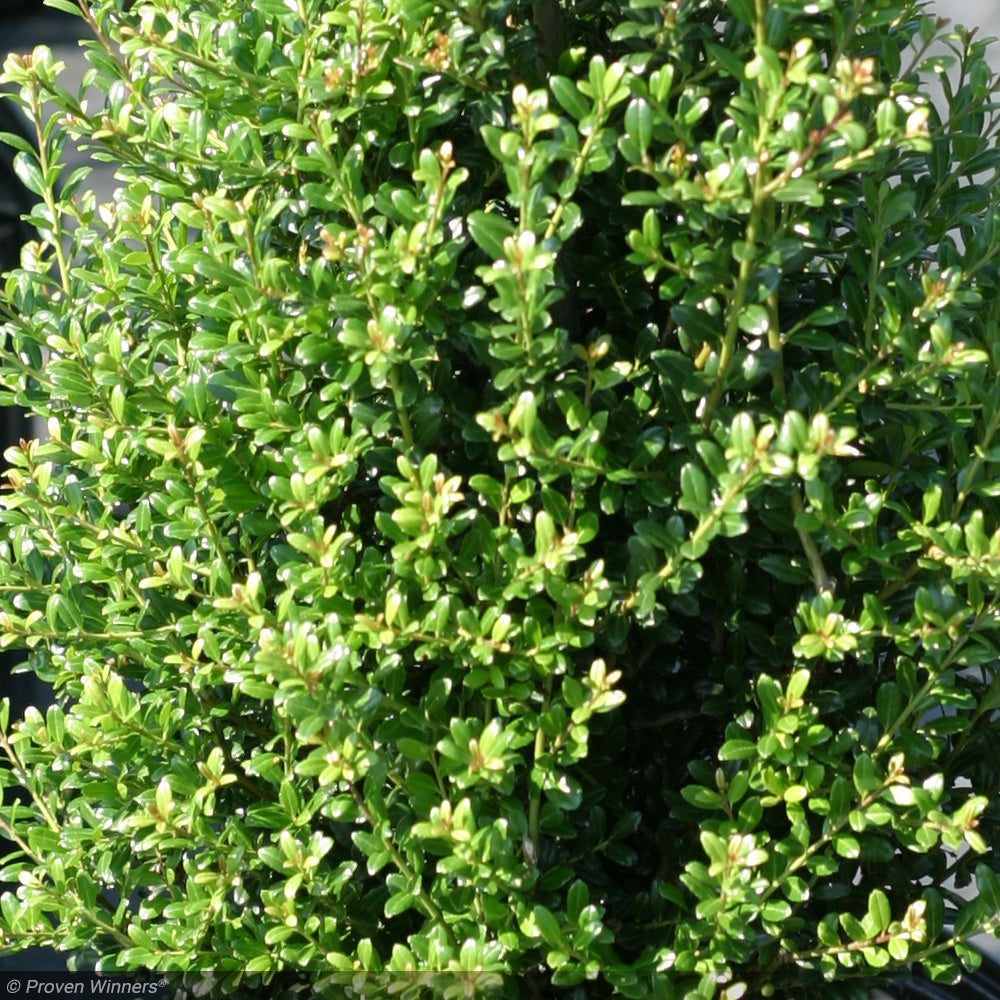 Holly, Patti O Box #3 – Greenwood Creek Nursery