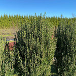 Load image into Gallery viewer, Holly, Hedge Box #3