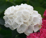 Load image into Gallery viewer, Hydrangea, Magical Bride #3