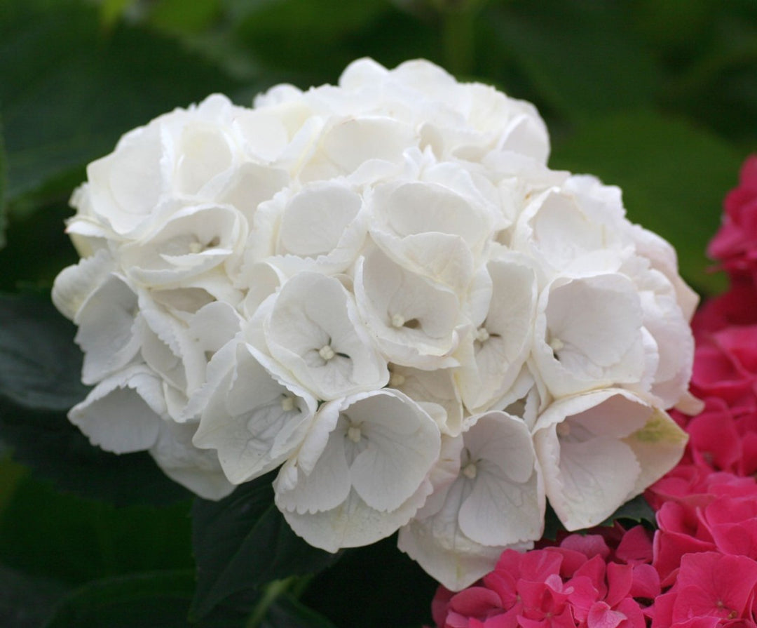 Hydrangea, Magical Bride #3