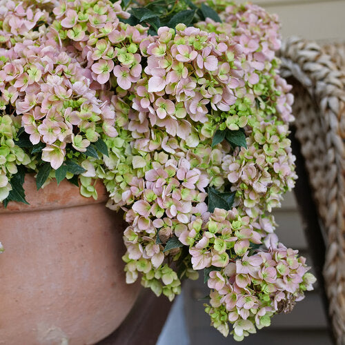Hydrangea, Fairytrail Fresco #3