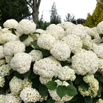 Load image into Gallery viewer, Hydrangea, Incrediball Storm Proof #3