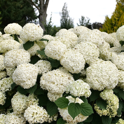 Hydrangea, Incrediball Storm Proof #3