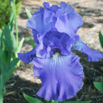 Load image into Gallery viewer, Iris, His Royal Highness #1