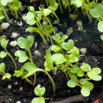 Load image into Gallery viewer, Annual, Kale Qt