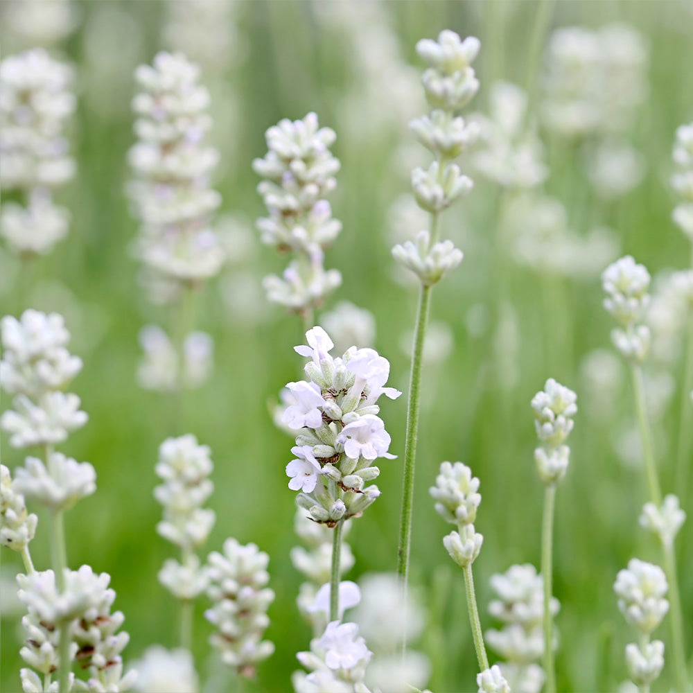 Lavender, Exceptional #1 – Greenwood Creek Nursery