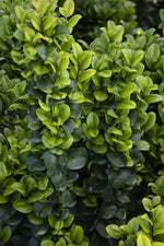 Load image into Gallery viewer, Ligustrum, Rotundifolium #5