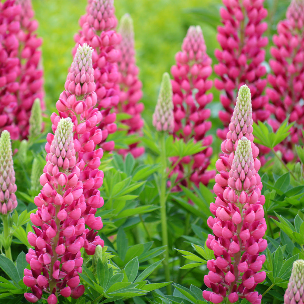 Lupins 2024 in spring #1