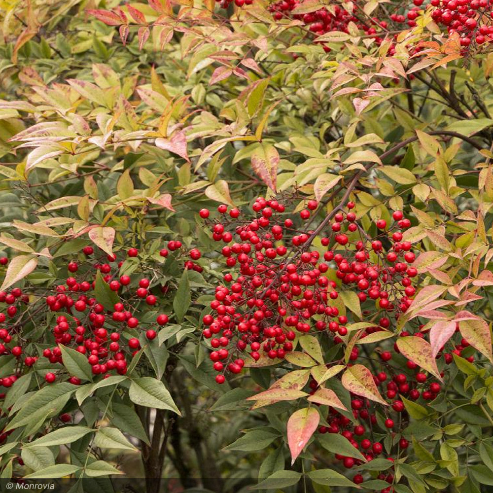 Nandina, Heavenly Bamboo #3 – Greenwood Creek Nursery
