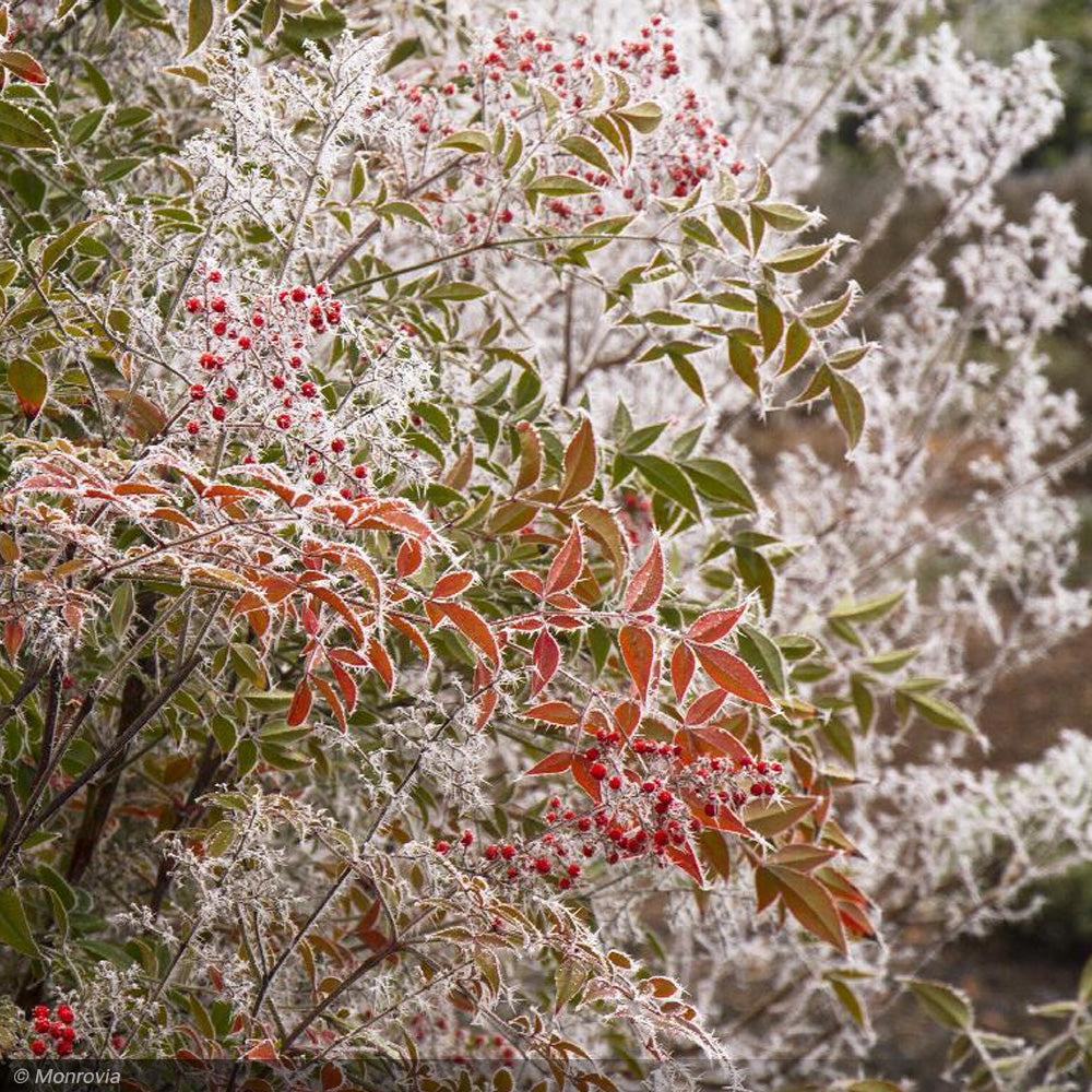 Nandina, Heavenly Bamboo #3 – Greenwood Creek Nursery