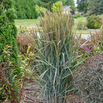 Load image into Gallery viewer, Switch Grass, Prairie Winds Blue Spear #1