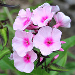 Load image into Gallery viewer, Phlox, Fancy Girl #1