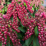 Load image into Gallery viewer, Pieris, Interstella #3