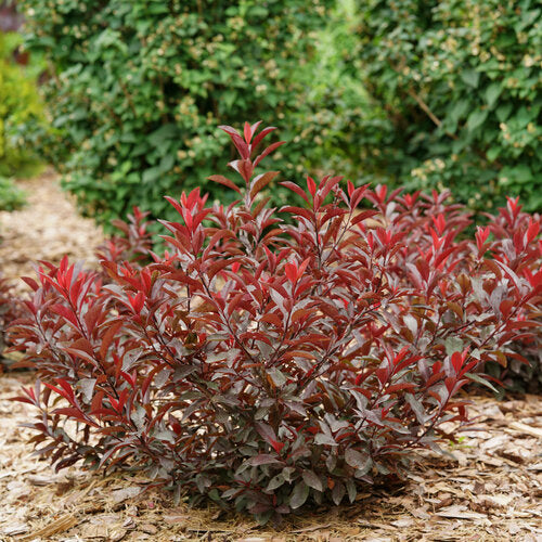 Sand Cherry, Purple Leaf Stay Classy #3