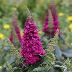 Load image into Gallery viewer, Butterfly Bush, Pugster Pico Punch #3