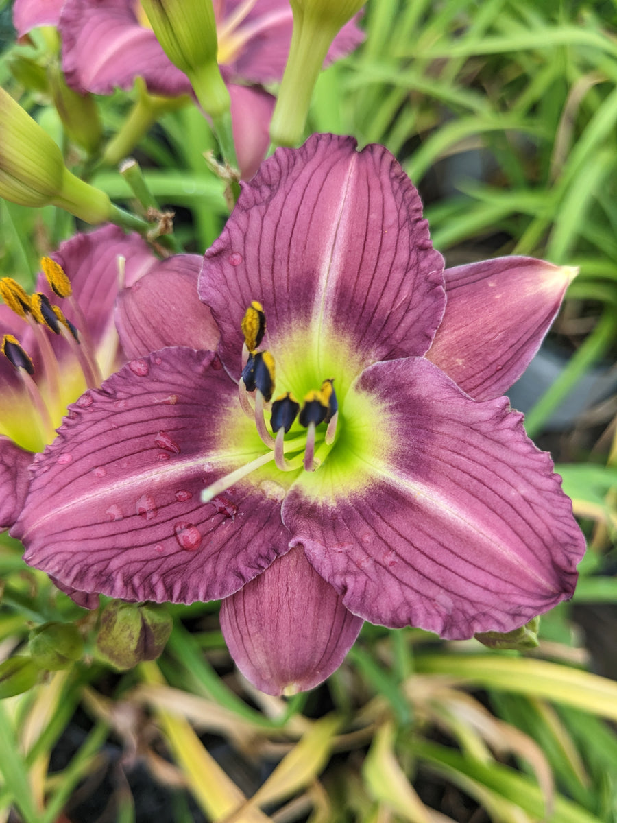 little lily flower Daylily, Little Grapette #1 – Greenwood Creek Nursery