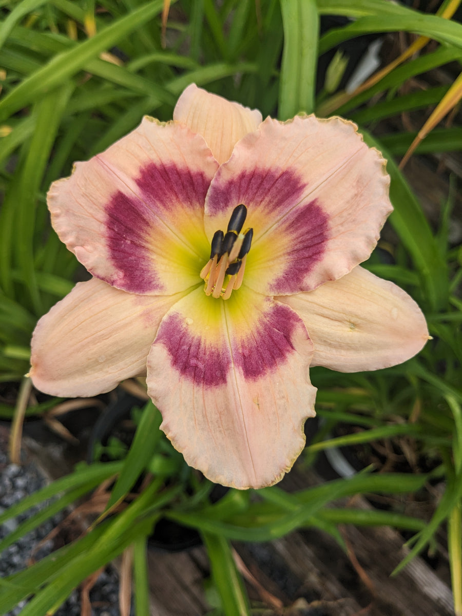 yupiアメリカンフラワー Daylily, Wineberry Candy #1 – Greenwood Creek Nursery