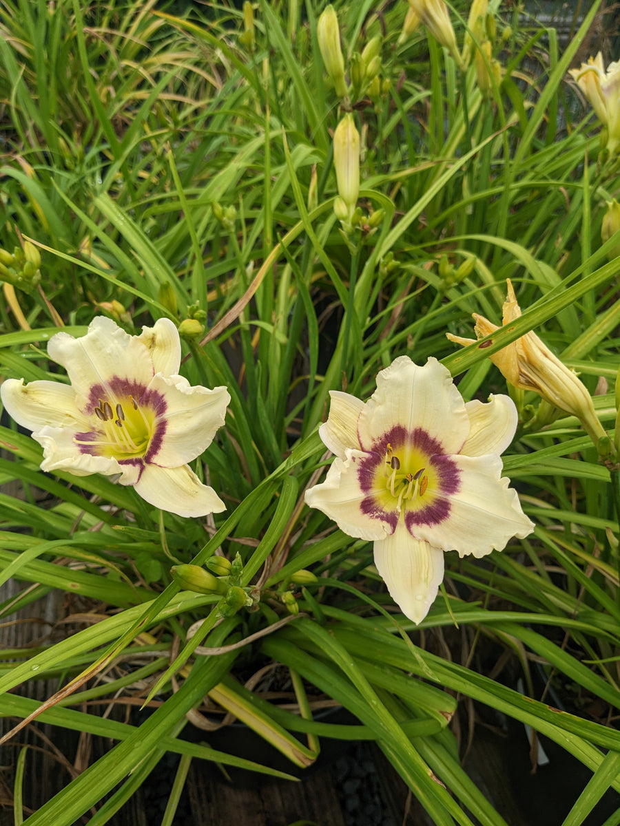 Daylily, Pandora's Box #1 – Greenwood Creek Nursery