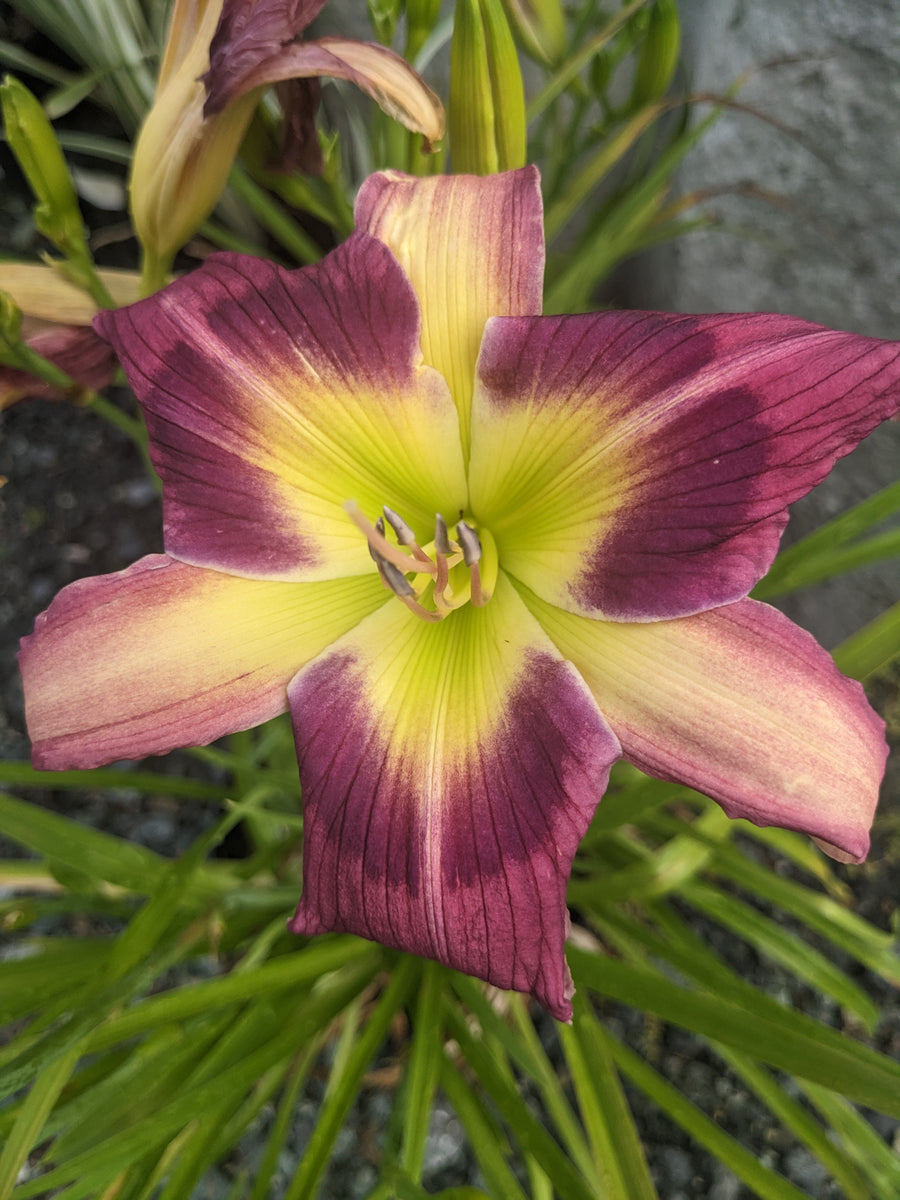 Daylily, Magic Dancer #2 – Greenwood Creek Nursery