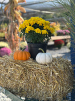 Load image into Gallery viewer, Fall decor, mini bundle