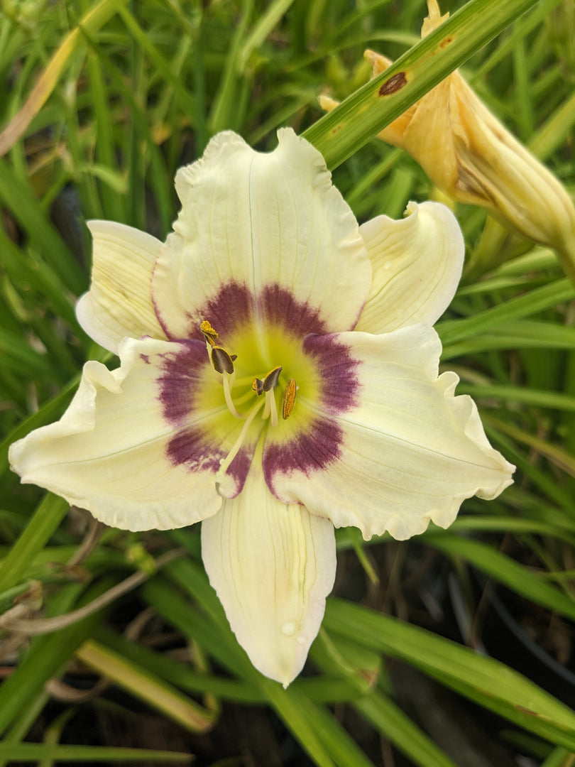Daylily, Pandora's Box #1