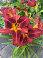 Load image into Gallery viewer, Daylily, Chicago Blackout #1