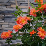 Load image into Gallery viewer, Rose, Rise Up Emberays #3