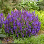 Load image into Gallery viewer, Salvia, Violet Profusion #1