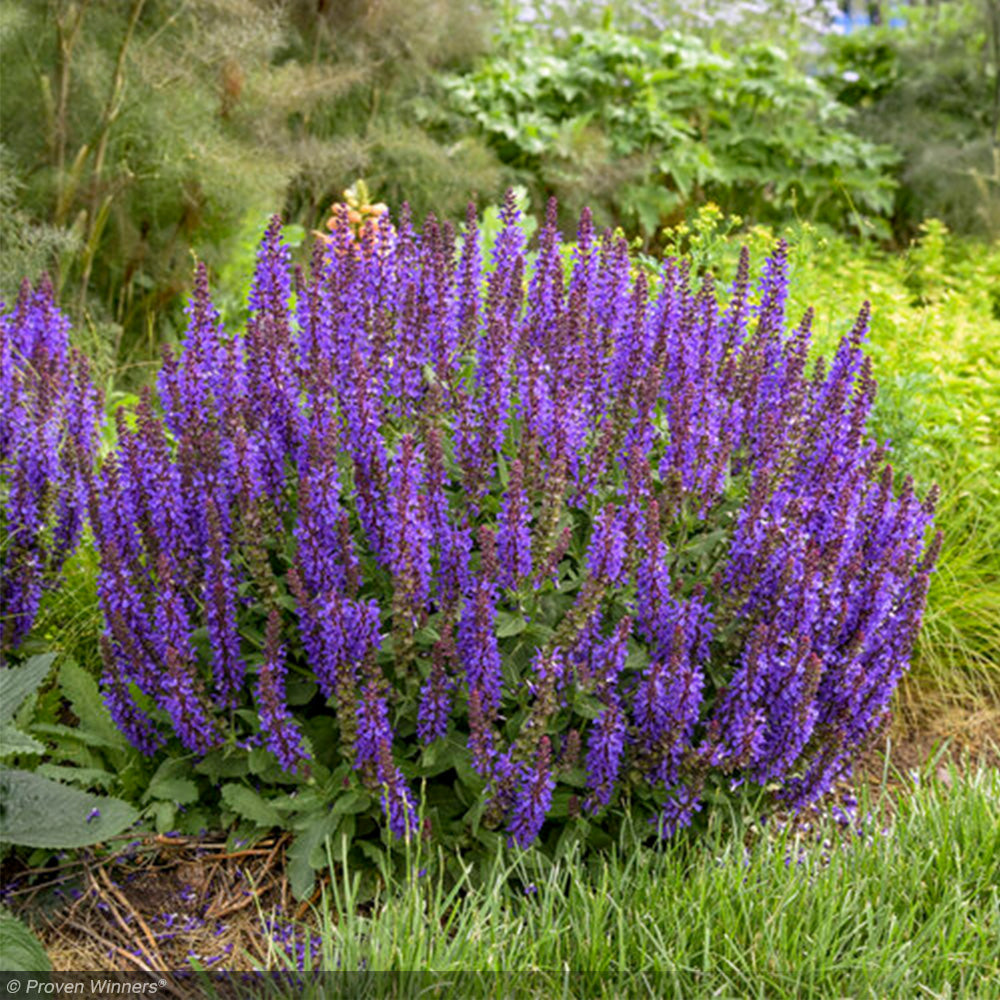 Salvia, Violet Profusion #1