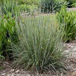 Load image into Gallery viewer, Little Bluestem Grass, Prairie Winds Brush Strokes #1